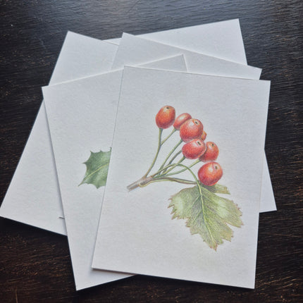 28 november - Botanisch Tekenen met Kleurpotlood – Kerstkaarten