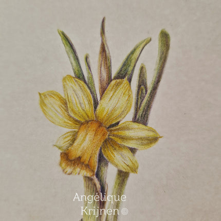 21 februari - Kleurpotlood: Narcis in Botanical Journal