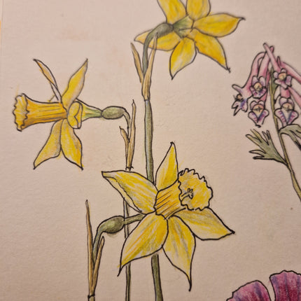 21 februari - Kleurpotlood: Narcis in Botanical Journal