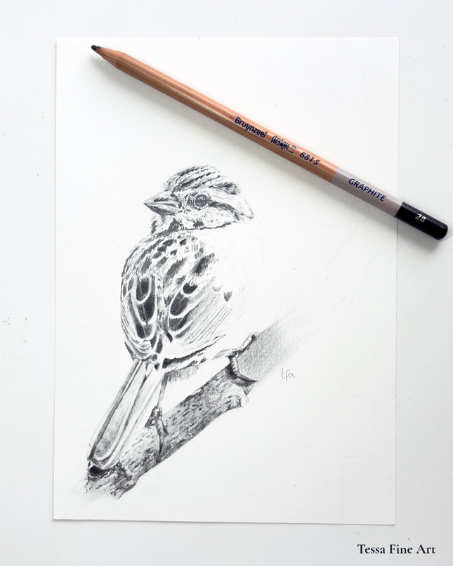 18 december - Vogels tekenen met grafiet en houtskool