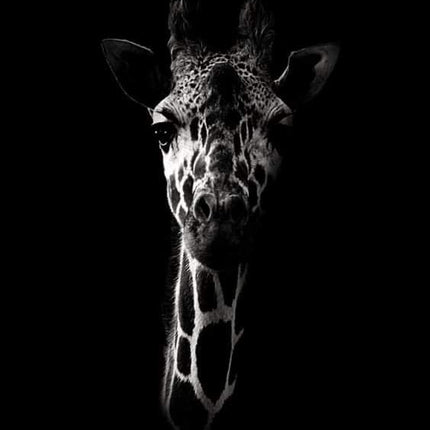 28 april - Drybrush op zwart - Pauw / Giraffe / Kaketoe