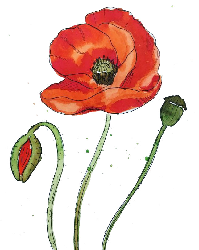 3 augustus- Botanisch werken met ecoline