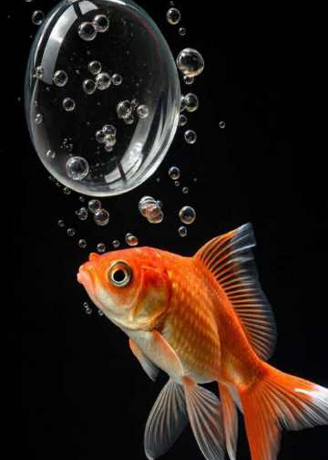 18 februari - Drybrush goudvis met bubbel