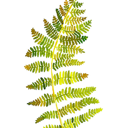 3 augustus- Botanisch werken met ecoline