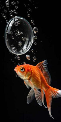 28 april - Drybrush op zwart - Dier