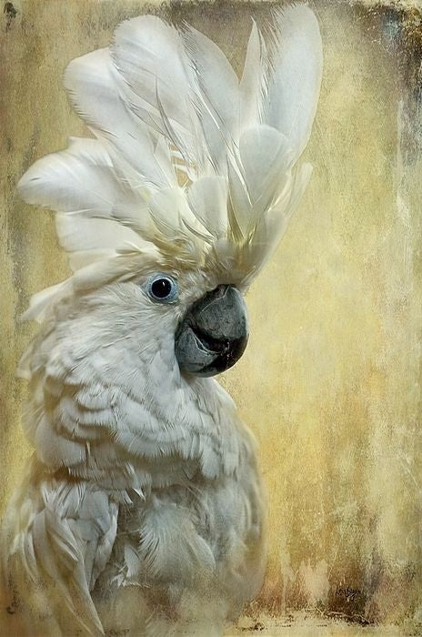 21 oktober - Drybrush Kaketoe