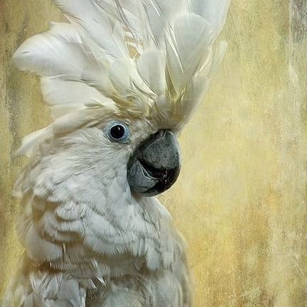 28 april - Drybrush op zwart - Pauw / Giraffe / Kaketoe